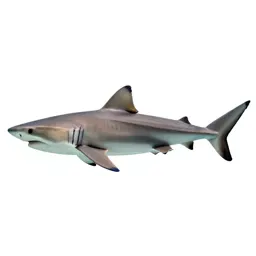 Cow shark