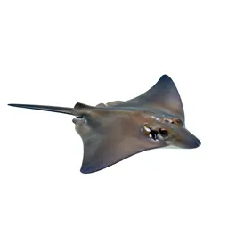 Cownose ray