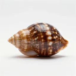 Cowrie