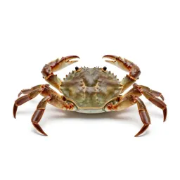Crab