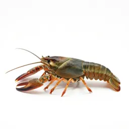 Crayfish