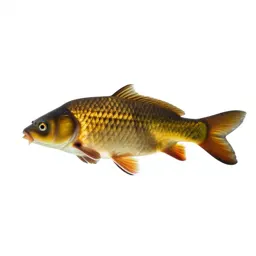 Crucian carp