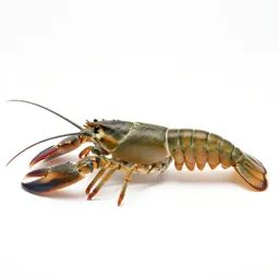 Crustacean