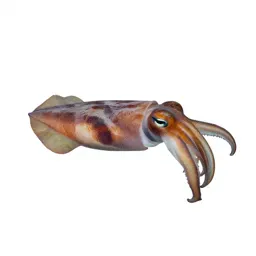 Cuttlefish