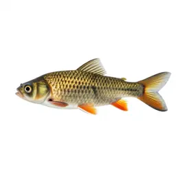 Cyprinid
