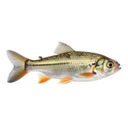 Cypriniform fish