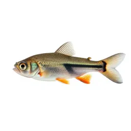 Cyprinodont