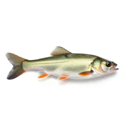 Dace