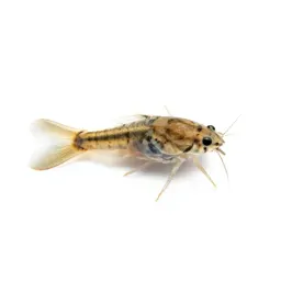 Daphnia