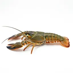Decapod crustacean