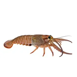 Decapod