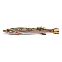 Deepwater pipefish
