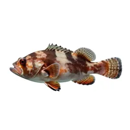 Deepwater squirrelfish