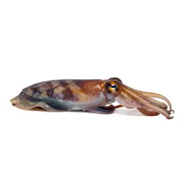 Dibranchiate