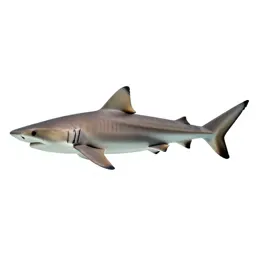 Dogfish