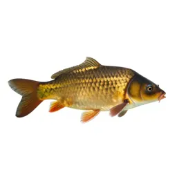 Domestic carp