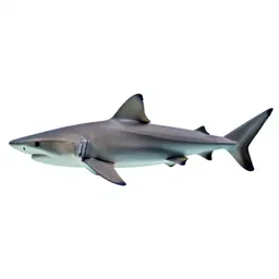 Dusky shark