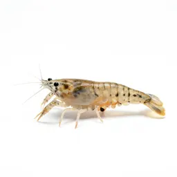 Fairy shrimp
