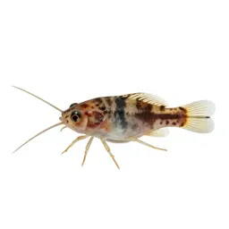 Fish louse