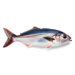 Flagfish