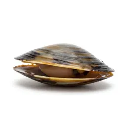 Freshwater mussel