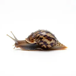 Gastropod