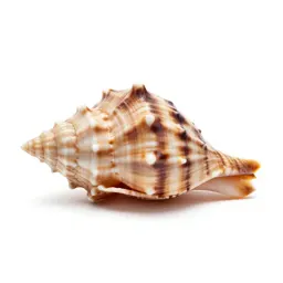 Giant conch