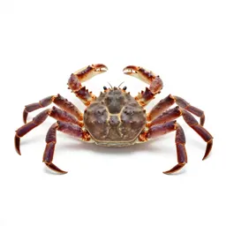 Giant crab
