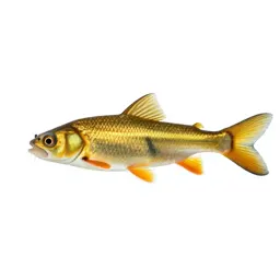 Golden shiner