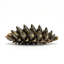 Goose barnacle