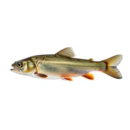 Gudgeon