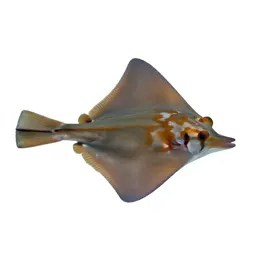 Guitarfish