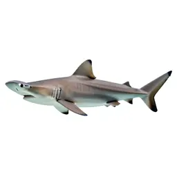 Hammerhead