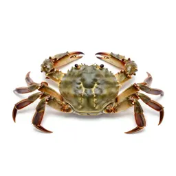 Hard-shell crab