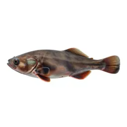 Holocephalan