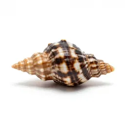 Keyhole limpet