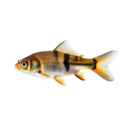 Killifish