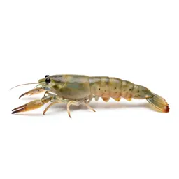 Krill