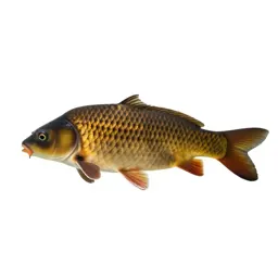 Leather carp