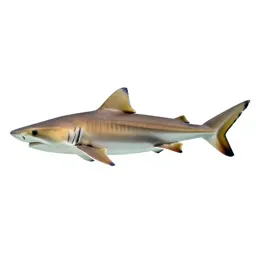 Lemon shark