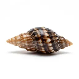 Limpet