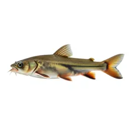 Loach
