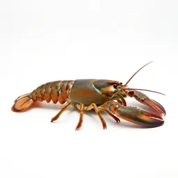Lobster