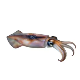 Loligo