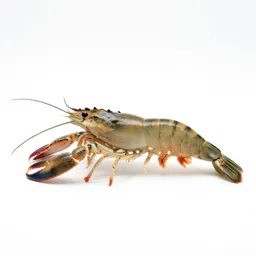 Long-clawed prawn