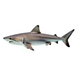 Mackerel shark