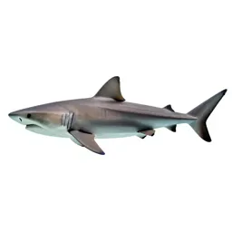 Mako
