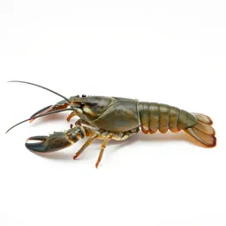 Malacostracan crustacean