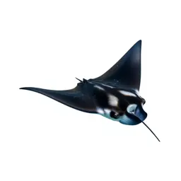 Manta
