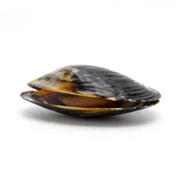 Marine mussel